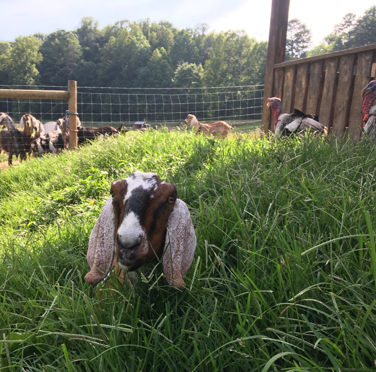 NUBIAN DAIRY GOATS Buffalo Creek Farm And Creamery